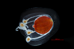 Euphysa flammea