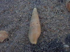Isara glabra