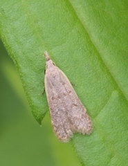 Dichomeris punctidiscellus