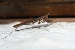 Musoniellinae