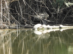 Mauremys leprosa leprosa