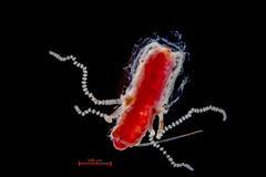 Euphysa flammea