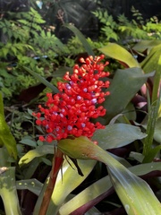 Aechmea miniata