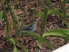 Platycercus eximius x adscitus