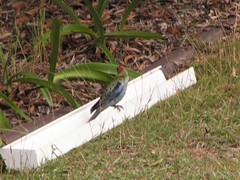 Platycercus eximius x adscitus