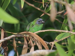 Erythrura trichroa trichroa