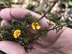 Pultenaea microphylla