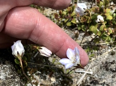 Wahlenbergia pygmaea