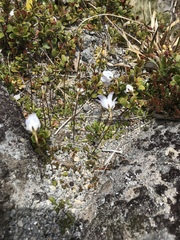 Wahlenbergia pygmaea