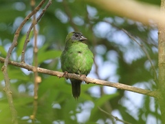Erythrura trichroa trichroa