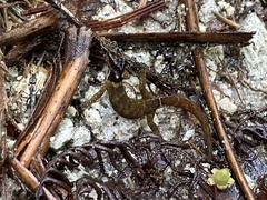 Sphaerodactylus microlepis