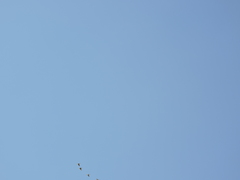 Psittacara holochlorus