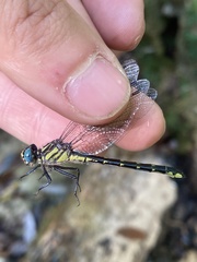 Hylogomphus geminatus