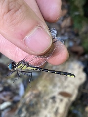 Hylogomphus geminatus