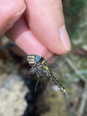 Hylogomphus geminatus