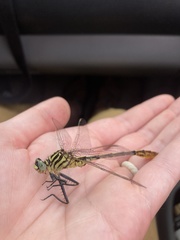 Dromogomphus armatus