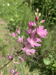 Sidalcea virgata