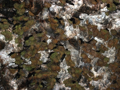 Caroline Islands Swiftlet