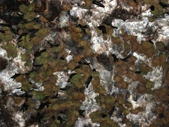 Aerodramus inquietus