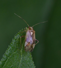 Miridae