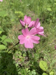 Sidalcea virgata