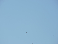 Psittacara holochlorus