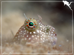 Salarias alboguttatus