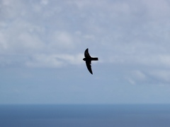 Aerodramus inquietus
