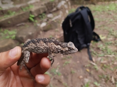 Sceloporus melanorhinus