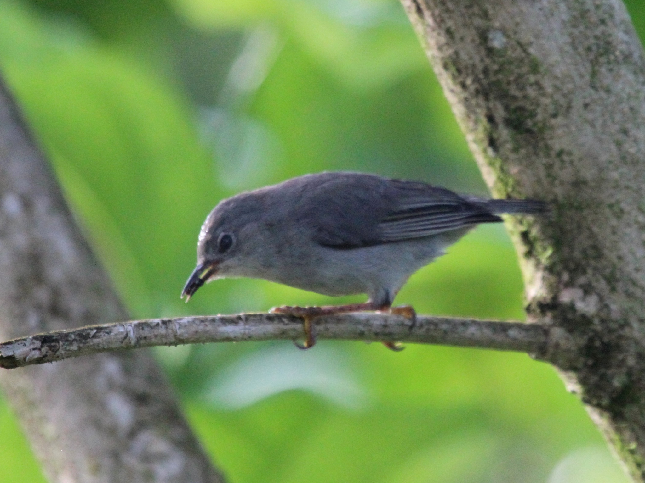 Kosrae White-eye illustration