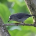 Kosrae White-Eye - Photo (c) Floyd E. Hayes, some rights reserved (CC BY-NC), uploaded by Floyd E. Hayes