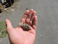 Glaucidium brasilianum