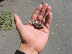 Glaucidium brasilianum