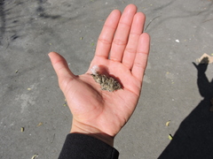 Glaucidium brasilianum