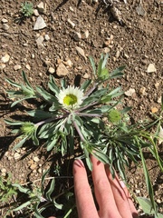 Townsendia grandiflora