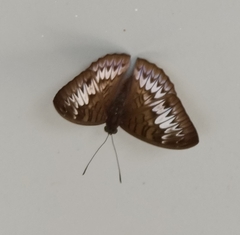 Tanaecia palguna