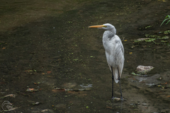 Ardea alba