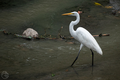Ardea alba