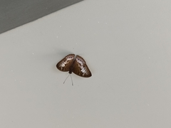 Tanaecia palguna