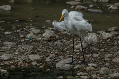 Ardea alba