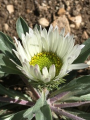 Townsendia grandiflora