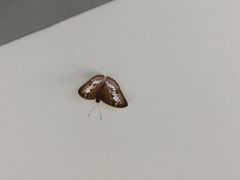 Tanaecia palguna