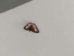 Tanaecia palguna