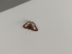 Tanaecia palguna