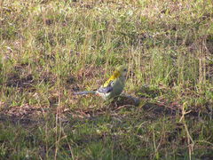 Platycercus eximius x adscitus