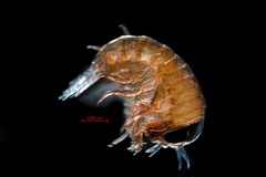 Hyperoche medusarum