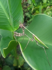Zoolea lobipes