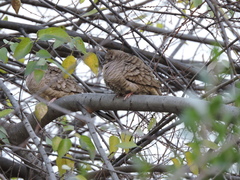 Columbina inca