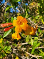 Streptosolen