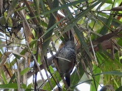 Hypocnemis peruviana